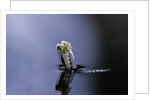 Culex pipiens (common house mosquito) - emerging (a5) by Anonymous