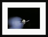 Culex pipiens (common house mosquito) - emerging (b2) by Anonymous