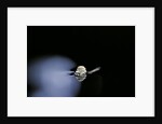 Culex pipiens (common house mosquito) - emerging (b2) by Anonymous