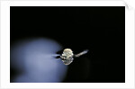 Culex pipiens (common house mosquito) - emerging (b2) by Anonymous