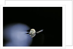 Culex pipiens (common house mosquito) - emerging (b2) by Anonymous