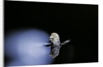 Culex pipiens (common house mosquito) - emerging (b3) by Anonymous
