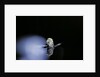 Culex pipiens (common house mosquito) - emerging (b3) by Anonymous
