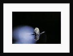 Culex pipiens (common house mosquito) - emerging (b3) by Anonymous