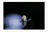 Culex pipiens (common house mosquito) - emerging (b3) by Anonymous
