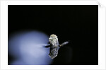 Culex pipiens (common house mosquito) - emerging (b3) by Anonymous