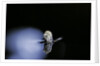 Culex pipiens (common house mosquito) - emerging (b3) by Anonymous