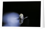 Culex pipiens (common house mosquito) - emerging (b3) by Anonymous