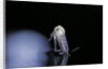 Culex pipiens (common house mosquito) - emerging (b5) by Anonymous