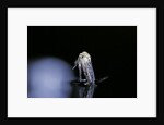 Culex pipiens (common house mosquito) - emerging (b5) by Anonymous