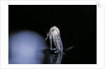 Culex pipiens (common house mosquito) - emerging (b5) by Anonymous