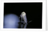 Culex pipiens (common house mosquito) - emerging (b5) by Anonymous