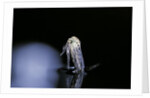 Culex pipiens (common house mosquito) - emerging (b5) by Anonymous