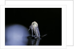 Culex pipiens (common house mosquito) - emerging (b5) by Anonymous