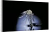 Culex pipiens (common house mosquito) - emerging (b7) by Anonymous