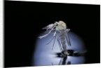 Culex pipiens (common house mosquito) - emerging (b7) by Anonymous