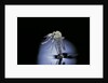 Culex pipiens (common house mosquito) - emerging (b7) by Anonymous