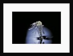 Culex pipiens (common house mosquito) - emerging (b7) by Anonymous