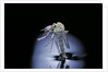 Culex pipiens (common house mosquito) - emerging (b7) by Anonymous