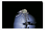 Culex pipiens (common house mosquito) - emerging (b7) by Anonymous