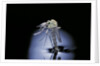 Culex pipiens (common house mosquito) - emerging (b7) by Anonymous