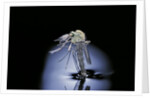 Culex pipiens (common house mosquito) - emerging (b7) by Anonymous