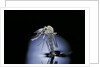 Culex pipiens (common house mosquito) - emerging (b7) by Anonymous