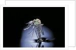 Culex pipiens (common house mosquito) - emerging (b7) by Anonymous