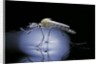 Culex pipiens (common house mosquito) - emerging (b8) by Anonymous