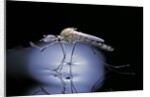 Culex pipiens (common house mosquito) - emerging (b8) by Anonymous