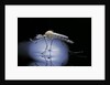 Culex pipiens (common house mosquito) - emerging (b8) by Anonymous