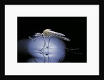 Culex pipiens (common house mosquito) - emerging (b8) by Anonymous