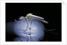Culex pipiens (common house mosquito) - emerging (b8) by Anonymous