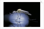 Culex pipiens (common house mosquito) - emerging (b8) by Anonymous