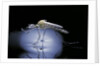 Culex pipiens (common house mosquito) - emerging (b8) by Anonymous
