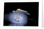Culex pipiens (common house mosquito) - emerging (b8) by Anonymous