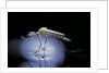 Culex pipiens (common house mosquito) - emerging (b8) by Anonymous