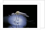 Culex pipiens (common house mosquito) - emerging (b8) by Anonymous