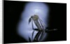Culex pipiens (common house mosquito) - emerging (c1) by Anonymous