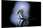 Culex pipiens (common house mosquito) - emerging (c1) by Anonymous