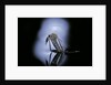 Culex pipiens (common house mosquito) - emerging (c1) by Anonymous