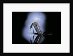 Culex pipiens (common house mosquito) - emerging (c1) by Anonymous
