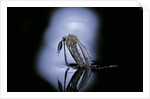 Culex pipiens (common house mosquito) - emerging (c1) by Anonymous