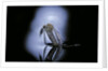 Culex pipiens (common house mosquito) - emerging (c1) by Anonymous