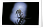 Culex pipiens (common house mosquito) - emerging (c1) by Anonymous