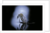 Culex pipiens (common house mosquito) - emerging (c1) by Anonymous