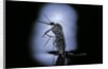 Culex pipiens (common house mosquito) - emerging (c2) by Anonymous