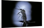 Culex pipiens (common house mosquito) - emerging (c2) by Anonymous