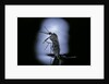 Culex pipiens (common house mosquito) - emerging (c2) by Anonymous
