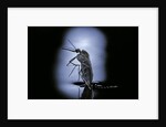 Culex pipiens (common house mosquito) - emerging (c2) by Anonymous